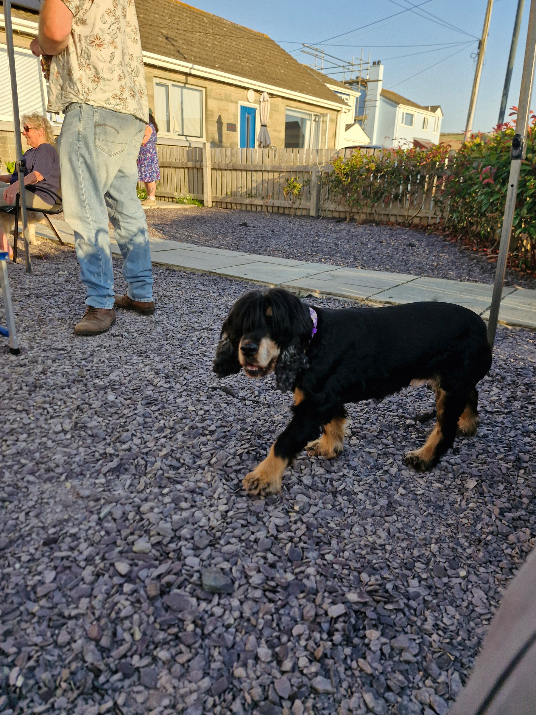 A black and tan dog is walking on a gravel surface while people are sitting and standing nearby in a backyard setting.